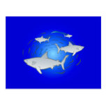 weisse Haie white sharks Postkarte