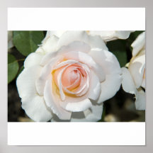 weisse Rose Plakatdruck