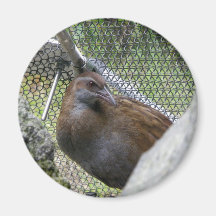 Weka Magnet För Kylskåp