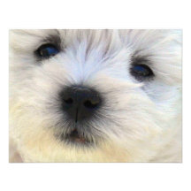 Westie Anpassningsbara Inbjudningskort