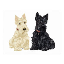 Wheaten och svart skotska Terriers Vykort