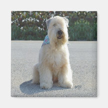 Wheaten Terrier Magneter För Kylskåp