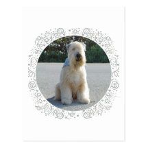 Wheaten Terrier Vykort