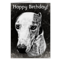 Whippet hund kort