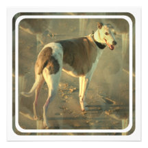 Whippet hundinbjudan