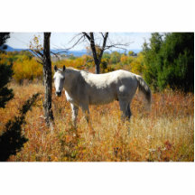 WhiteHorse fotoskulptur Photo Sculpture
