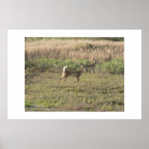Whitetaildeer. Affisch