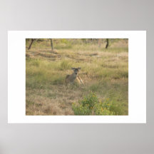 Whitetaildeer. Posters