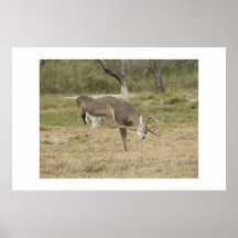 Whitetaildeer. Posters