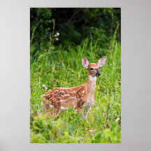 Whitetailen lismar print