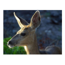 WhiteTailhjort Vykort
