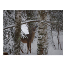 Whitetailvykort