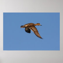 Wigeon Affischer