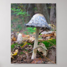 Wild champinjon affisch