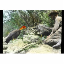 William Finley med Condors Acrylic Cut Out