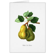 Williams BonChretien pear Kort