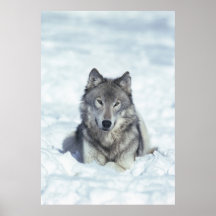 Wolf Affischer