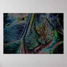 WolfspindelNebula Posters