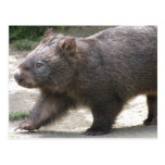 Wombat Vykort