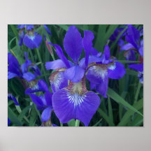 Wood Iris Affischer