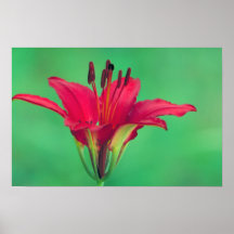 Wood lilja print