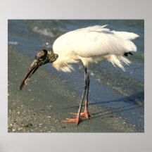 Wood Stork Affischer