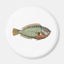 Wrassefisk Magnet För Kylskåp