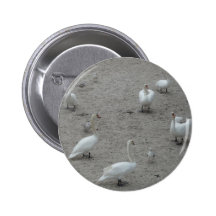 Wunderschöne Vögel Knapp Med Nål