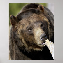Yellowstone Grizzly Posters