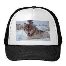 Yellowstone-wolf-17120 Keps