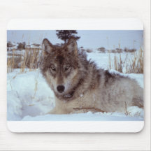 Yellowstone-wolf-17120 Mus Mattor