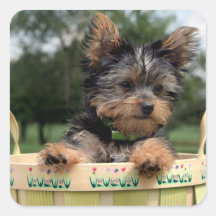 Yorkie klistermärkear