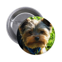 yorkie knappar med nål