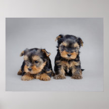 Yorkie valpaffisch