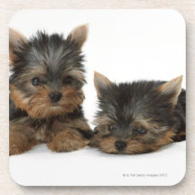 Yorkshire Terrier Dryck Underlägg