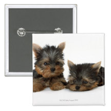 Yorkshire Terrier Knappar Med Nål