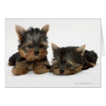 Yorkshire Terrier Kort