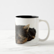 Yorkshire Terrier Muggar