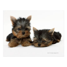 Yorkshire Terrier Vykort