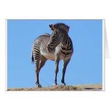 zebra1 hälsningskort