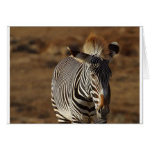 zebra2 kort