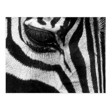Zebra ränder vykort