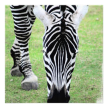 Zebra ränderinbjudningar