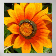 Zinnia - affisch