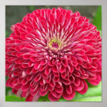 Zinniabristning för shock rosa a5 posters