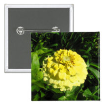 Zinniaen fotograferar knapp