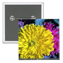 Zinnias Knapp