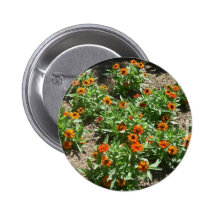 Zinnias knäppas knappar