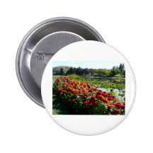 zinnias längs damm knapp med nål
