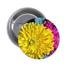 Zinniasblommor Knapp